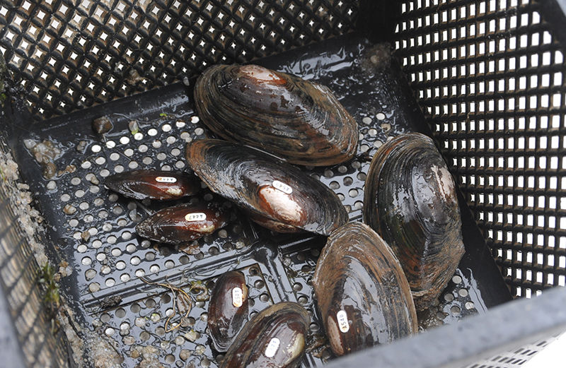 Freshwater mussels in basket